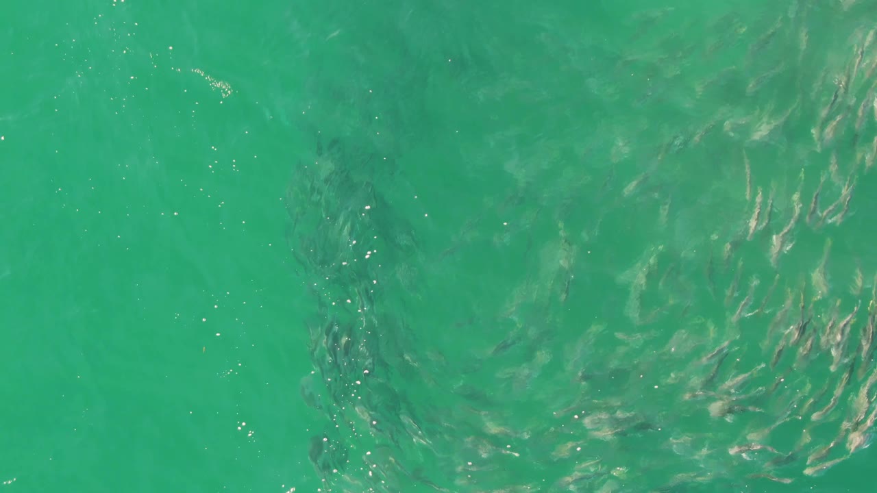 The fish school curls into a denser shape under clear green-turquoise water at Buzzards Beach, with bright surface flecks and no visible people.