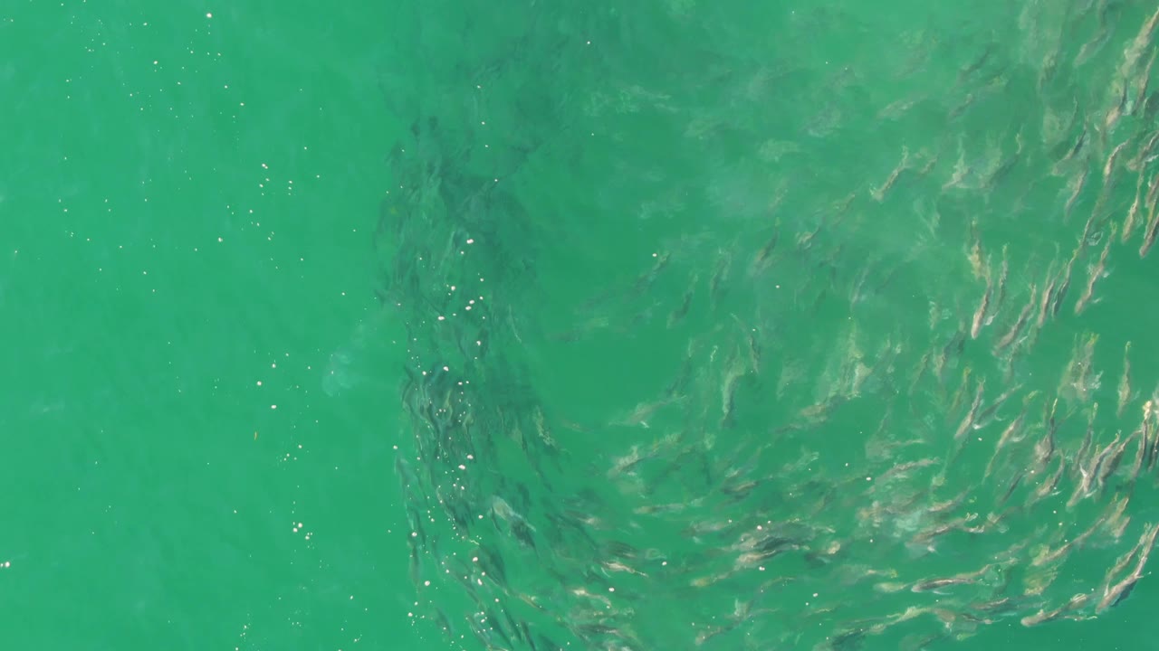 A loose school of small fish sits below rippled turquoise water at Buzzards Beach, Baja California Sur, with scattered light reflections and no visible people.