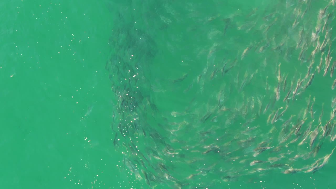 The school spreads into a wider curved pattern beneath clear turquoise water at Buzzards Beach, while small surface sparkles mark the left side and no people are visible.