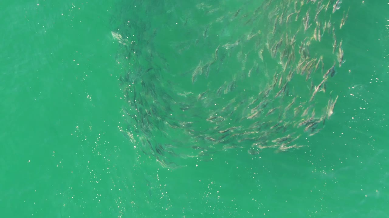 Small fish form a loose dark school beneath rippled turquoise water at Buzzards Beach in Baja California Sur, with no visible people.