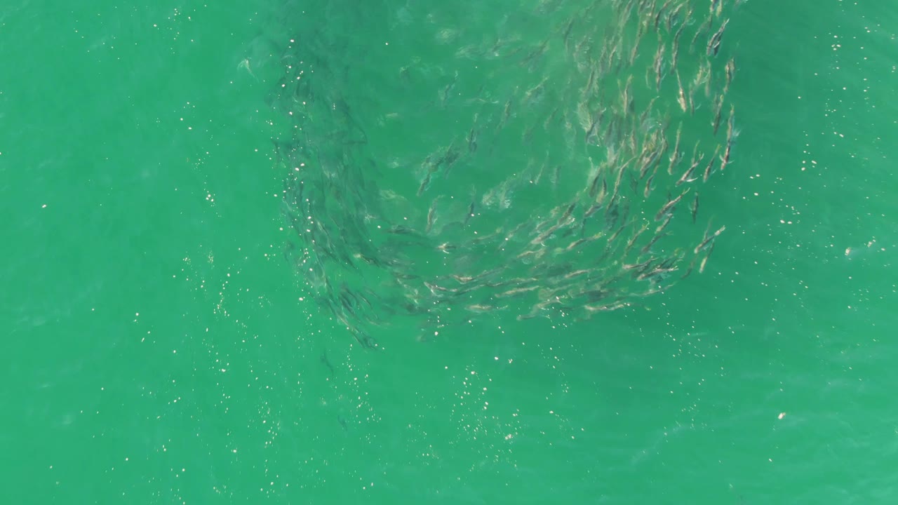Fish school shifting under clear green-blue water