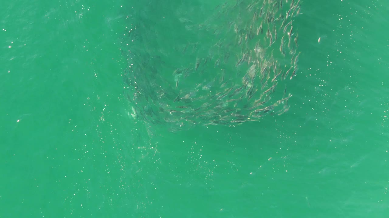 Small fish gather near the upper part of the frame under turquoise ocean ripples at Buzzards Beach, with open water around them and no visible people.