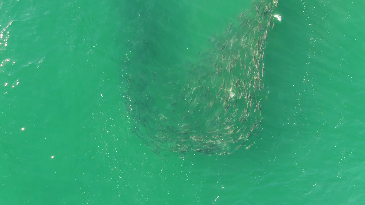 Overhead view at Buzzards Beach, Baja California Sur, with a dark school of fish clustered near the upper left under clear turquoise water and no visible people.