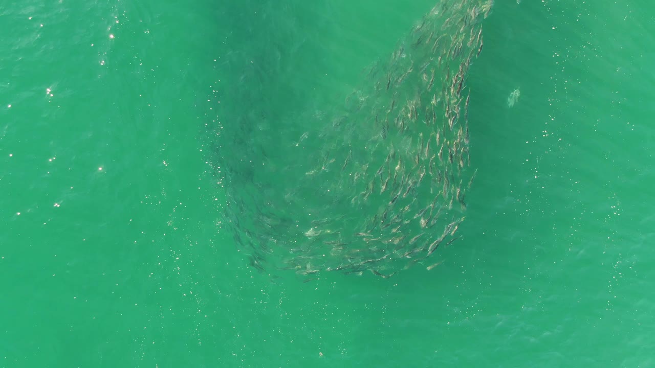 Overhead frame from Buzzards Beach, Baja California Sur, showing the fish school as a curved dark cluster under green-turquoise water, with no visible people.