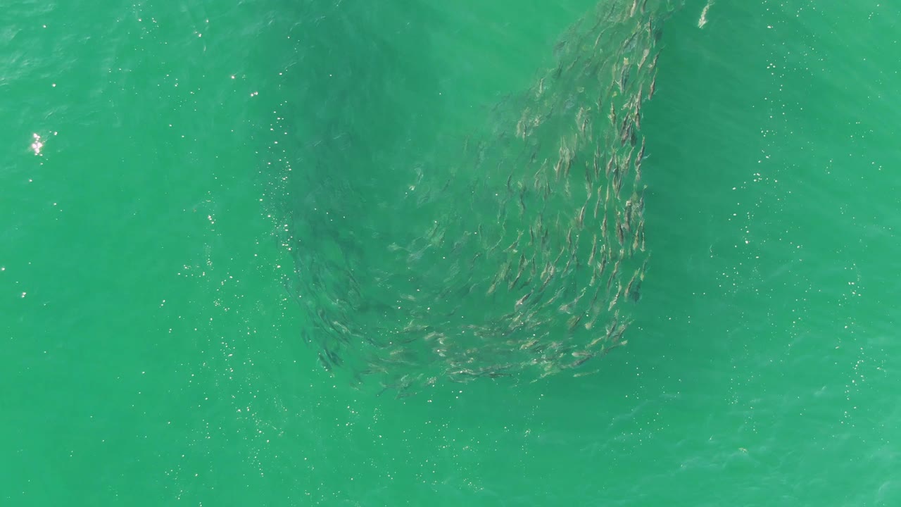 Overhead view at Buzzards Beach, Baja California Sur, with the fish school stretched into a vertical swirl beneath bright turquoise water and no visible people.