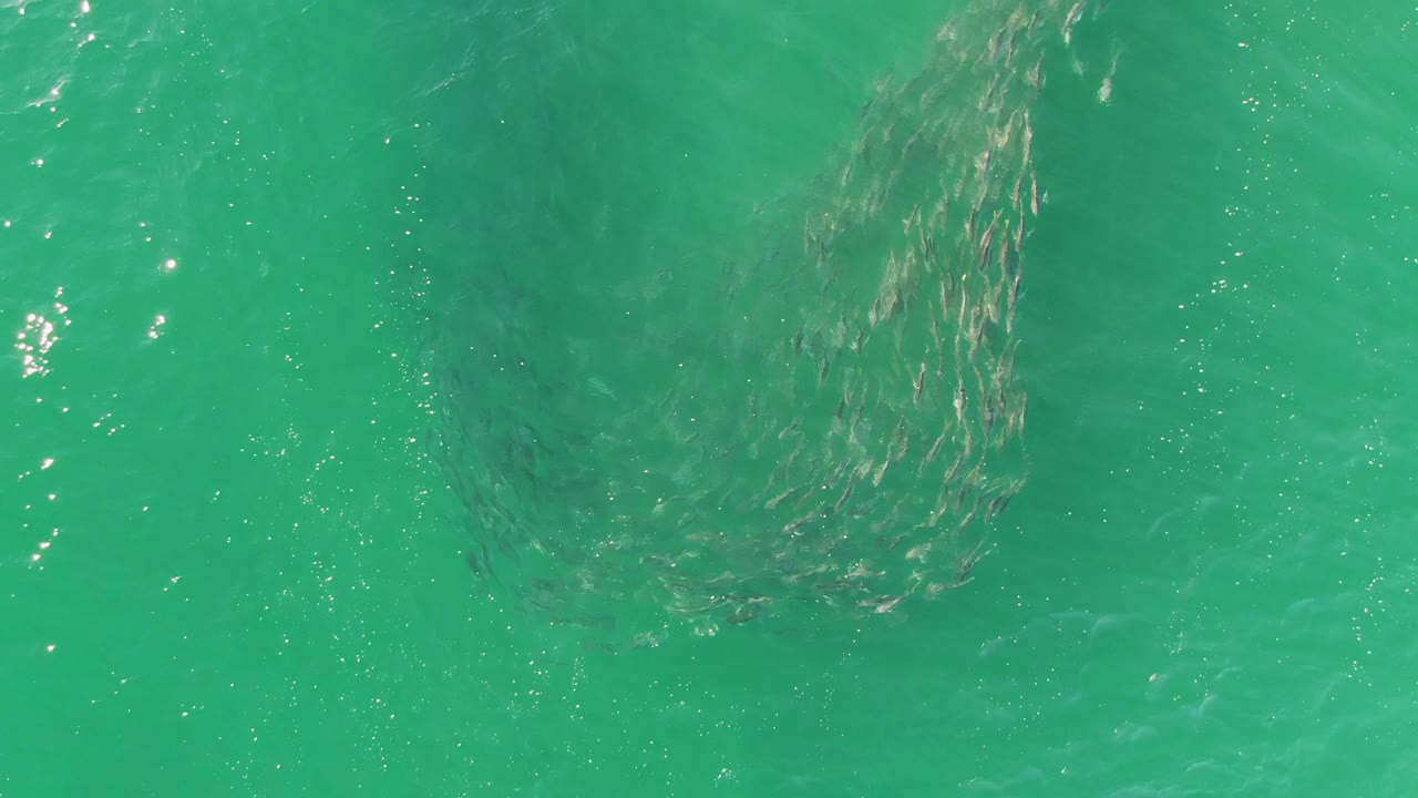 Dark fish school turning through turquoise ocean water