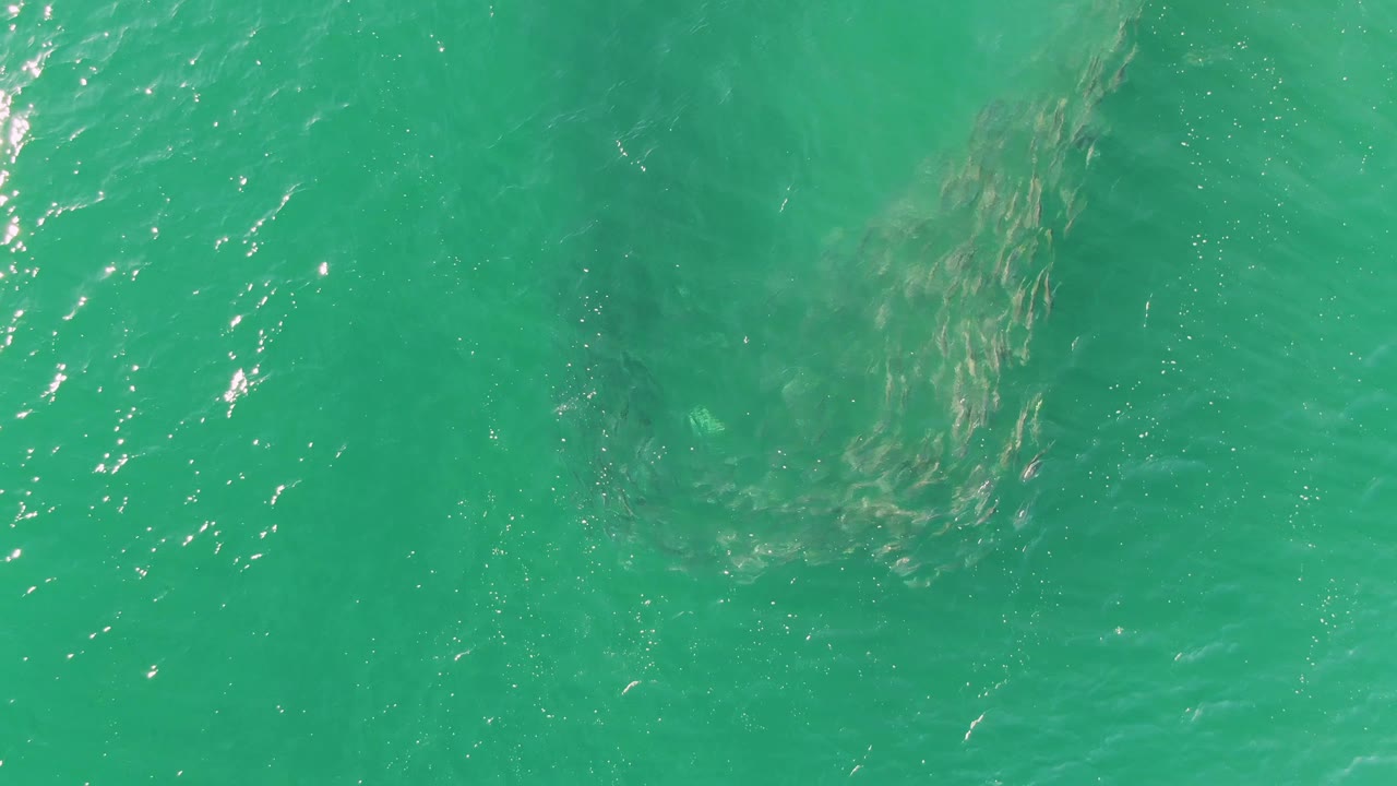 School of fish beneath turquoise ocean water