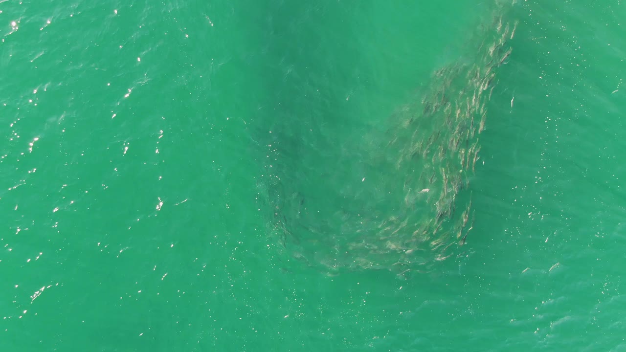 Overhead frame of the fish school slightly farther across the turquoise water at Buzzards Beach, Baja California Sur, with small ripples and no visible people.