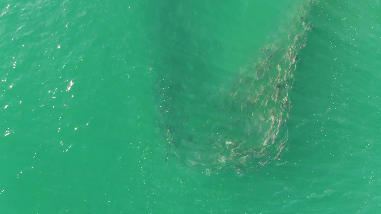 A dark cluster of fish sits below sunlit turquoise ocean water at Buzzards Beach, Baja California Sur, with the school partly softened by surface glare and no visible people.