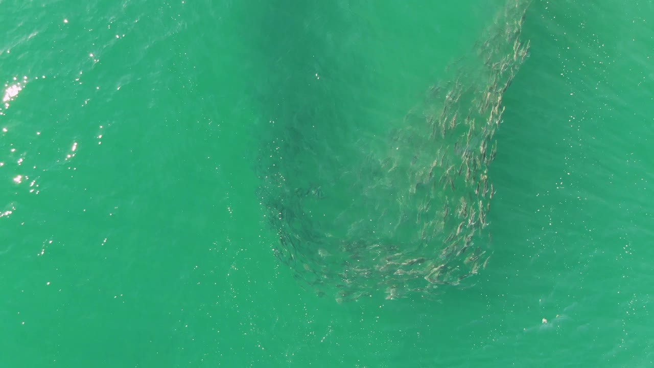 Overhead view at Buzzards Beach, Baja California Sur, where the fish school forms a broader oval under turquoise water with bright ripples at the left edge and no visible people.
