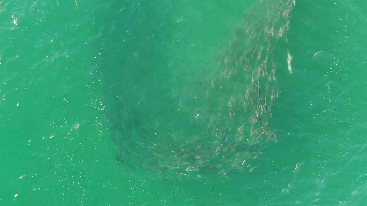 School of fish beneath turquoise ocean water with bright surface reflections.