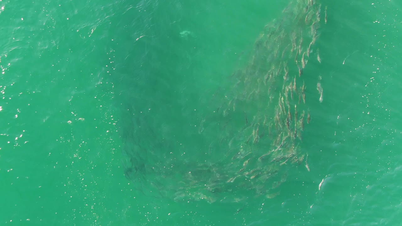 Overhead frame from Buzzards Beach, Baja California Sur, with the fish school visible under green-turquoise water and fine surface texture, no visible people.