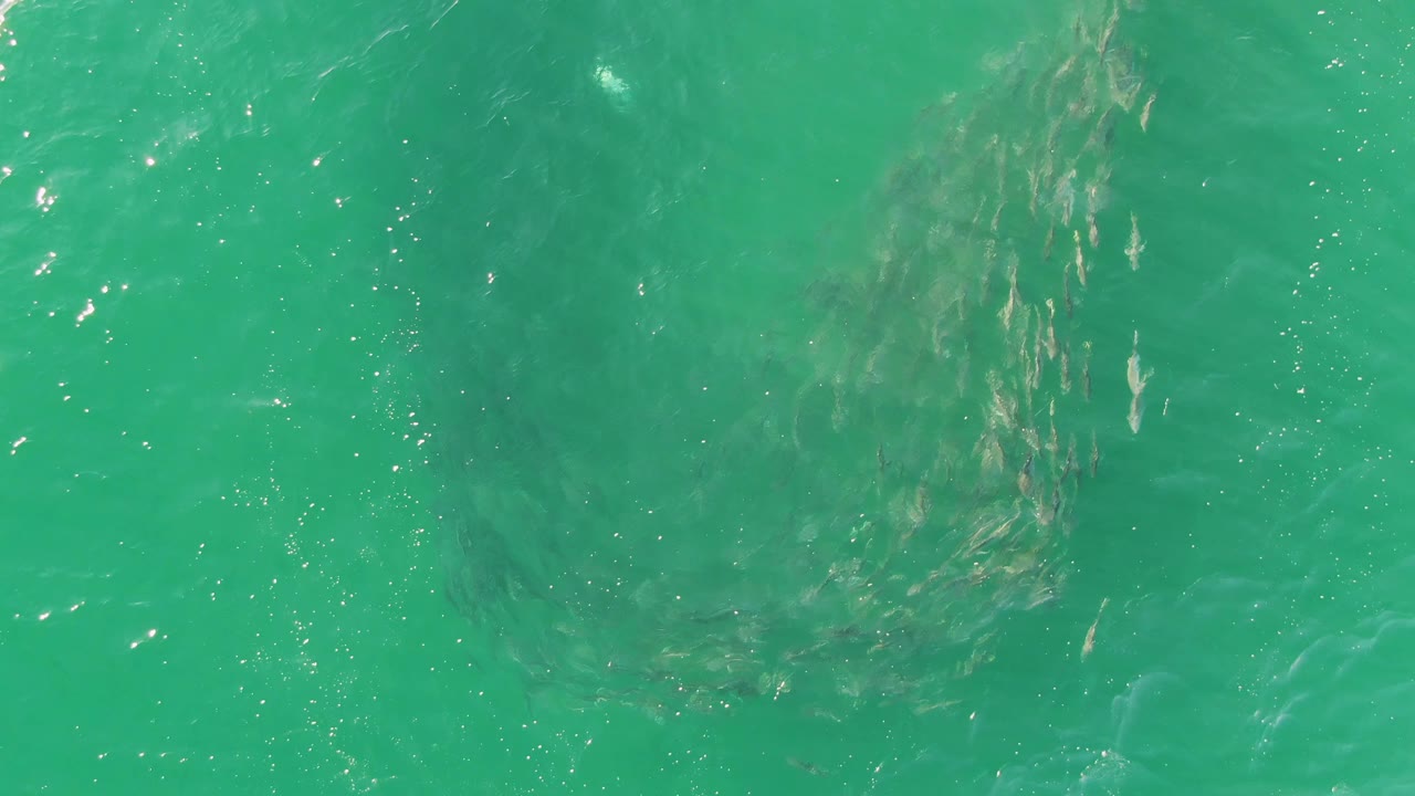 At Buzzards Beach, Baja California Sur, the fish school sits below clear turquoise water while a brighter ripple band crosses near the center, with no visible people.