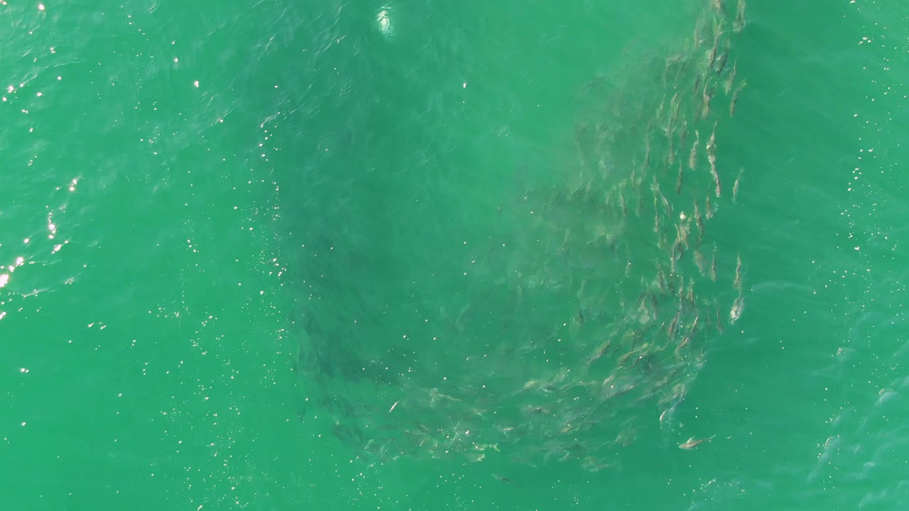 Overhead view at Buzzards Beach, Baja California Sur, with the school of fish seen through turquoise water, darker submerged patches, and no visible people.