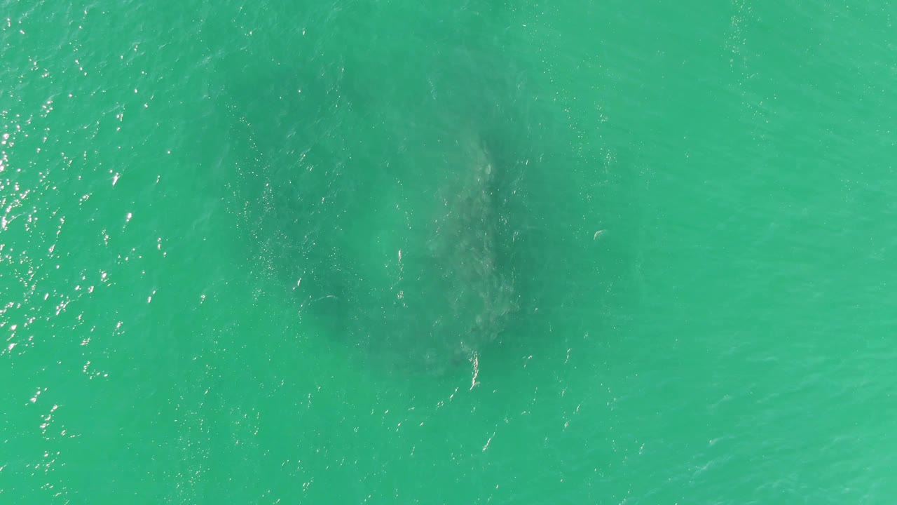 Top-down view of turquoise water at Buzzards Beach, Baja California Sur, with a dark underwater fish school near the left side and no visible people.