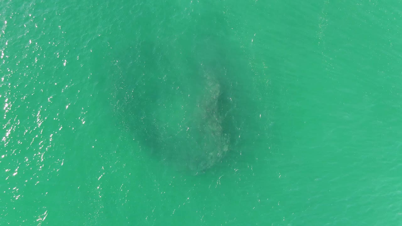 Aerial frame over Buzzards Beach turquoise water, where the fish school sits lower in the frame beneath bright surface shimmer and no visible people.