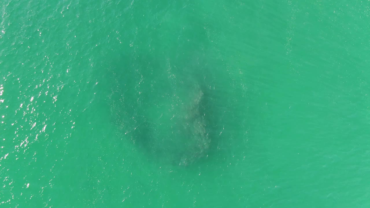 Top-down Buzzards Beach water view with the fish school gathered near the center, faintly oval under green-blue turquoise water, with no visible people.