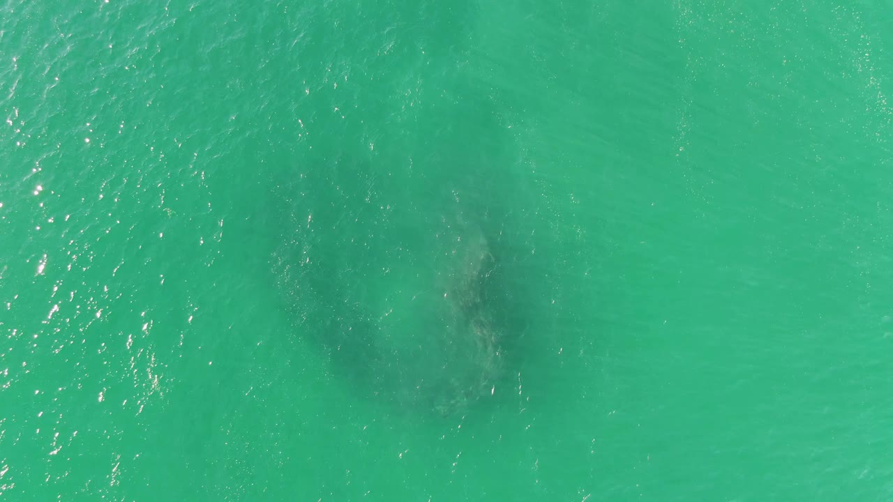 Fish school drifting under turquoise water with small surface highlights.