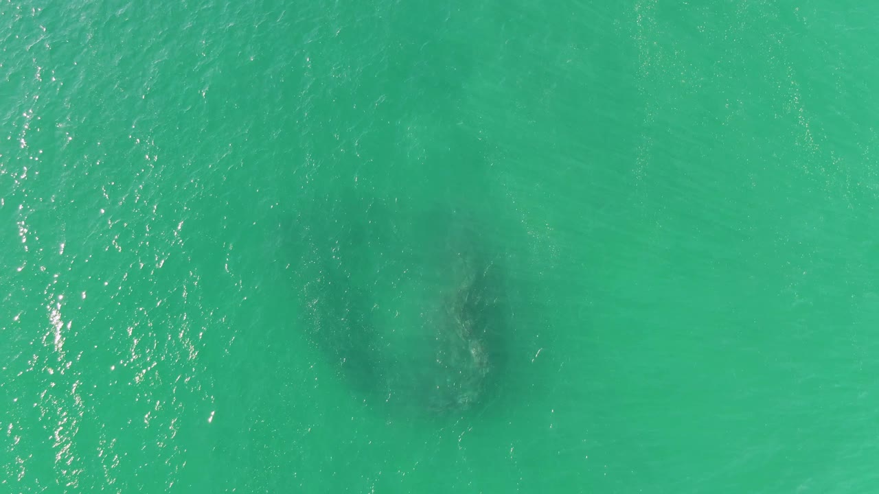 At Buzzards Beach, Baja California Sur, a dark whale form sits below clear turquoise water near the left side of the aerial frame, with surface sparkle and no visible people.