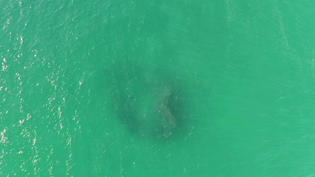 Submerged whale under clear green-blue water near bright ripples.