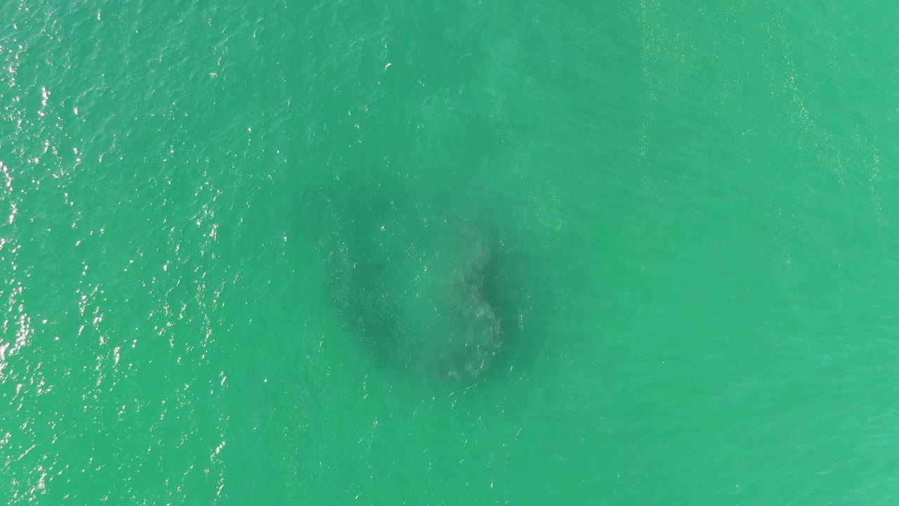 At Buzzards Beach, the whale appears as a darker underwater mass beneath turquoise water, with fine wave highlights crossing the upper part of the frame and no visible people.