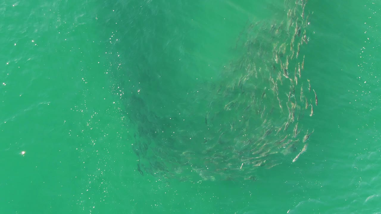 School of small fish under turquoise water