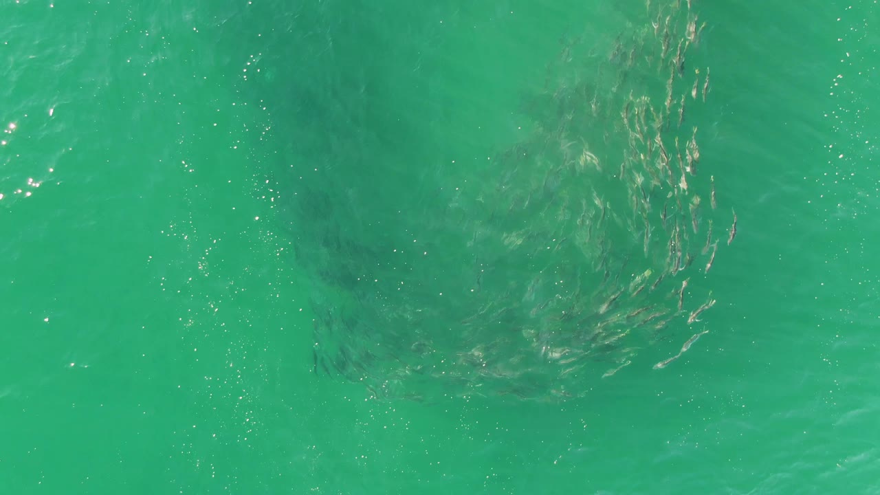 The fish school remains visible through green-blue transparent water at Buzzards Beach, with surface texture and no visible people.