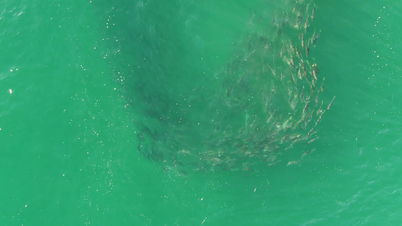 A darker cluster of fish gathers below the clear turquoise surface at Buzzards Beach, Baja California Sur, with no visible people or vessels.
