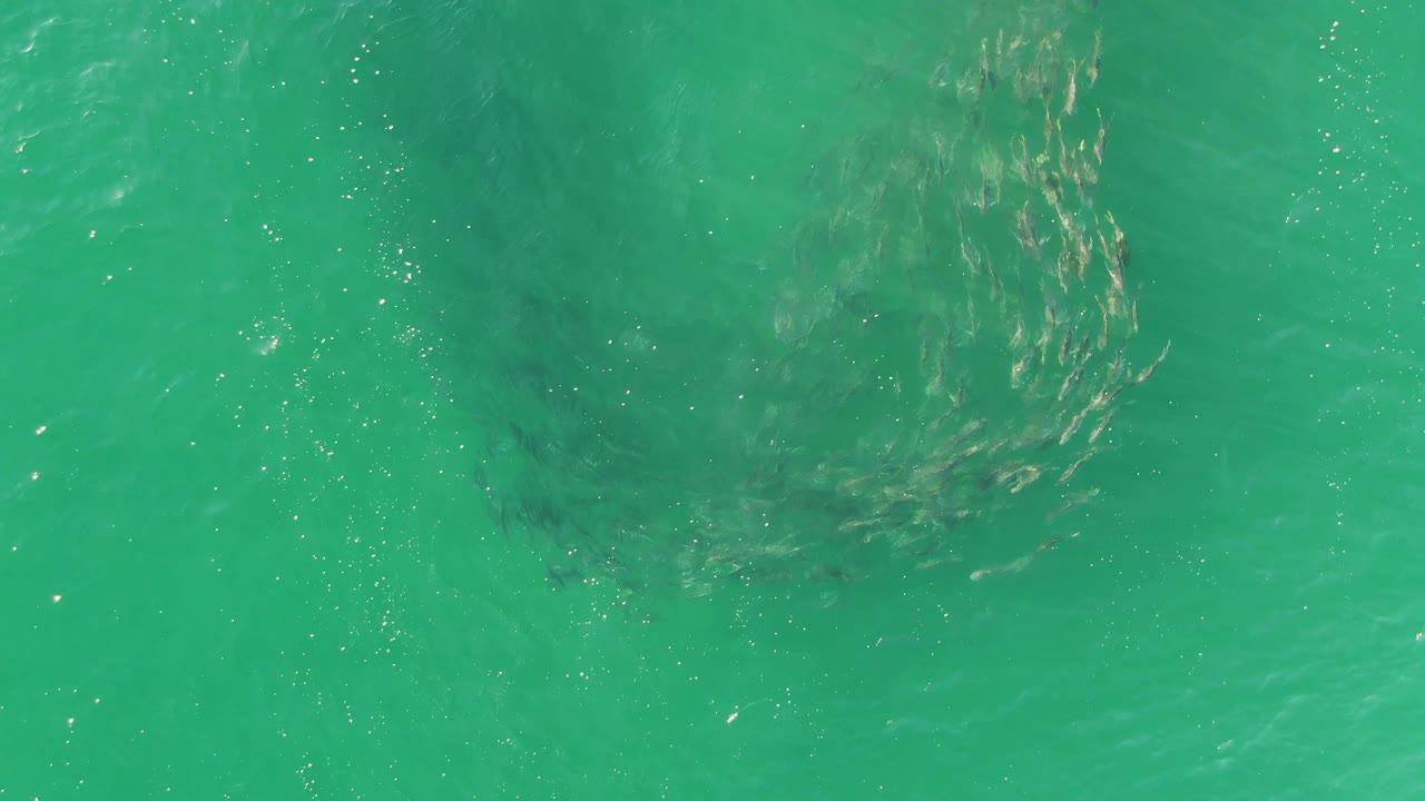 The school appears lower and left within the overhead turquoise-water frame at Buzzards Beach, while fine ripples cross the surface and no people are visible.
