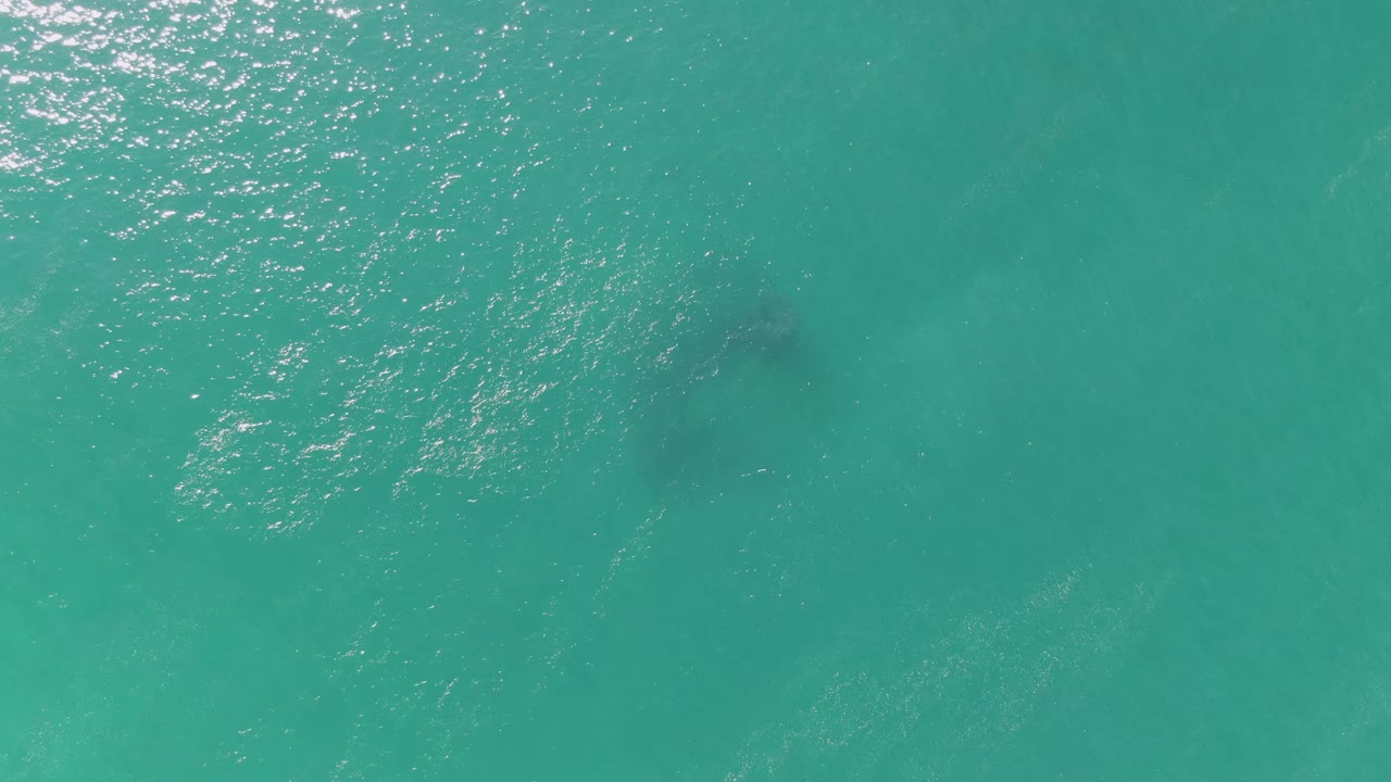 Aerial view at Buzzards Beach, Baja California Sur, showing a dark marine animal shape beneath turquoise rippled water with sun reflections and no visible people.