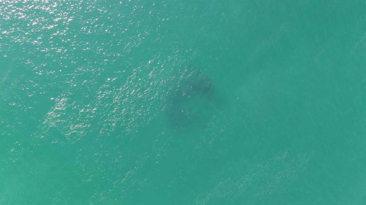 Dark marine animal shape under clear turquoise water with bright surface glints.