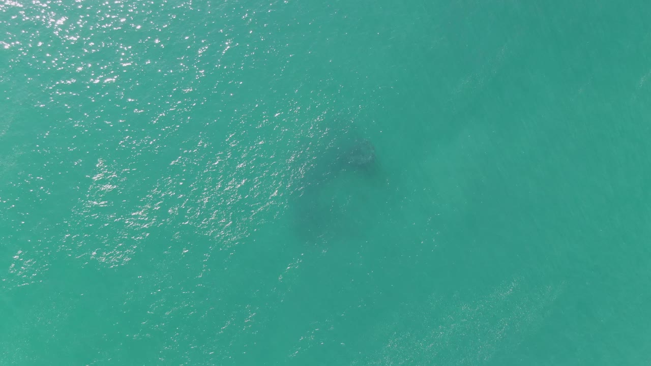 Top-down view at Buzzards Beach, Baja California Sur, where the dark underwater animal form sits lower in the frame beneath textured turquoise water and no visible people.