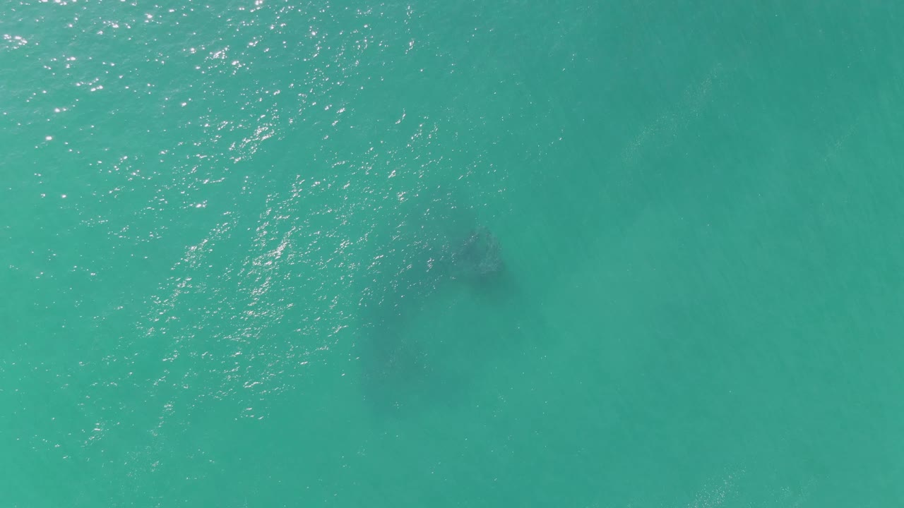 Dark marine animal shape beneath turquoise water with surface reflections.