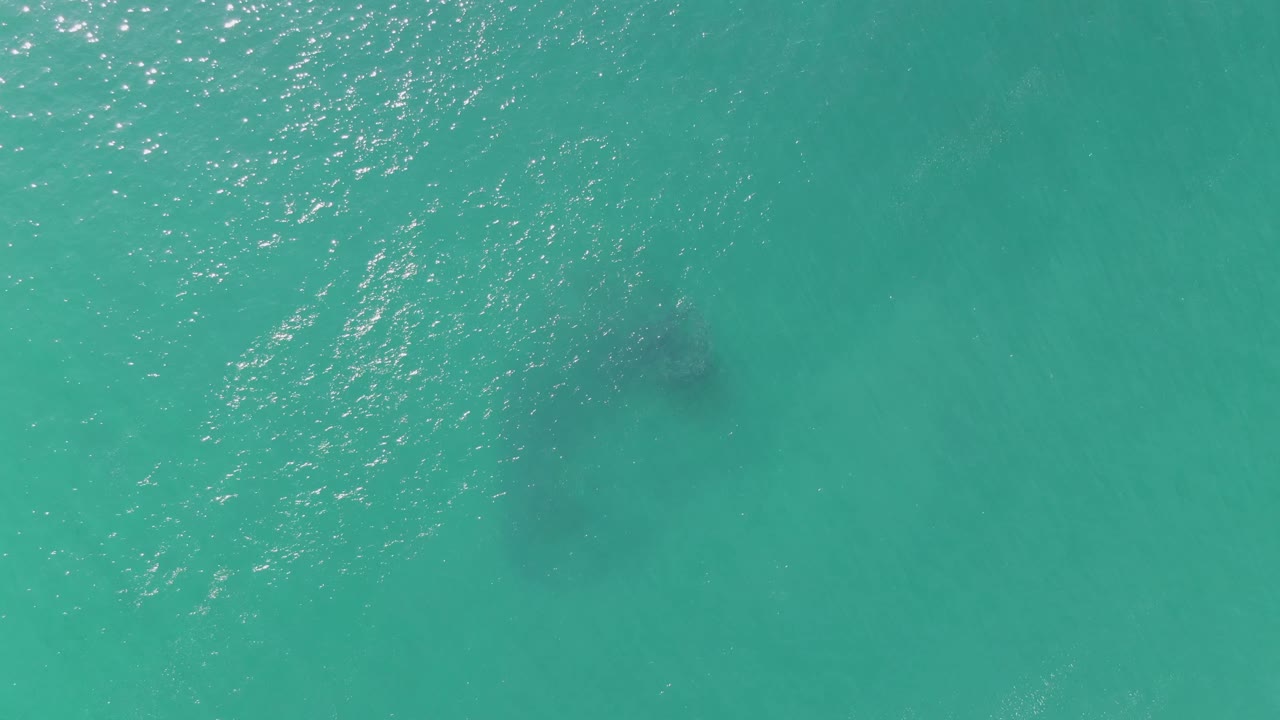 At Buzzards Beach in Baja California Sur, the underwater animal shape appears nearer the center under smooth turquoise water and scattered light flecks, with no visible people.