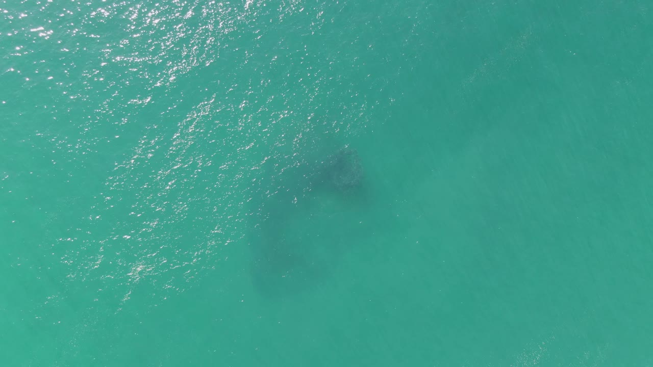 At Buzzards Beach in Baja California Sur, a faint dark marine animal form remains underwater as brighter ripples collect near the upper left, with no visible people.