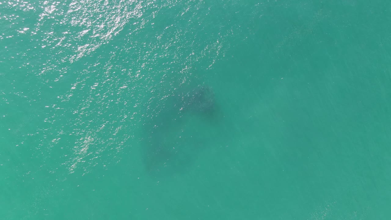 At Buzzards Beach in Baja California Sur, the dark submerged animal shape appears lower in frame under rippled turquoise water, with bright reflections and no visible people.