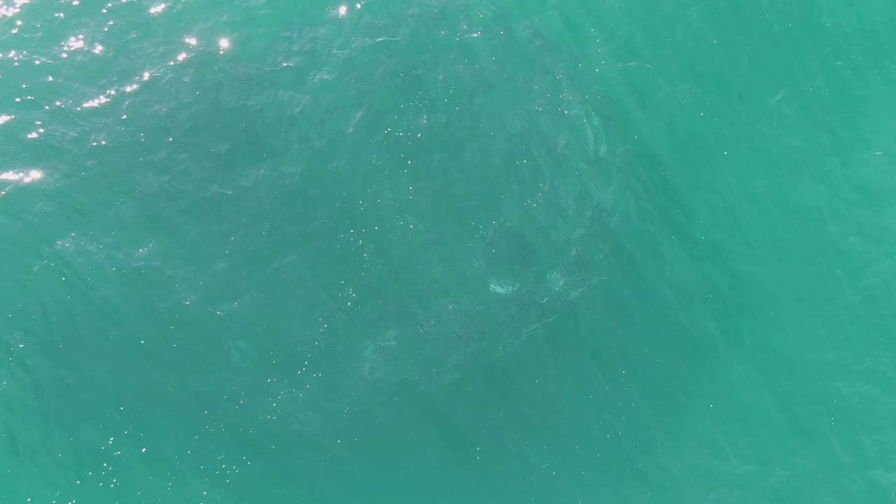 Turquoise ocean surface with a faint dark marine animal below the water.