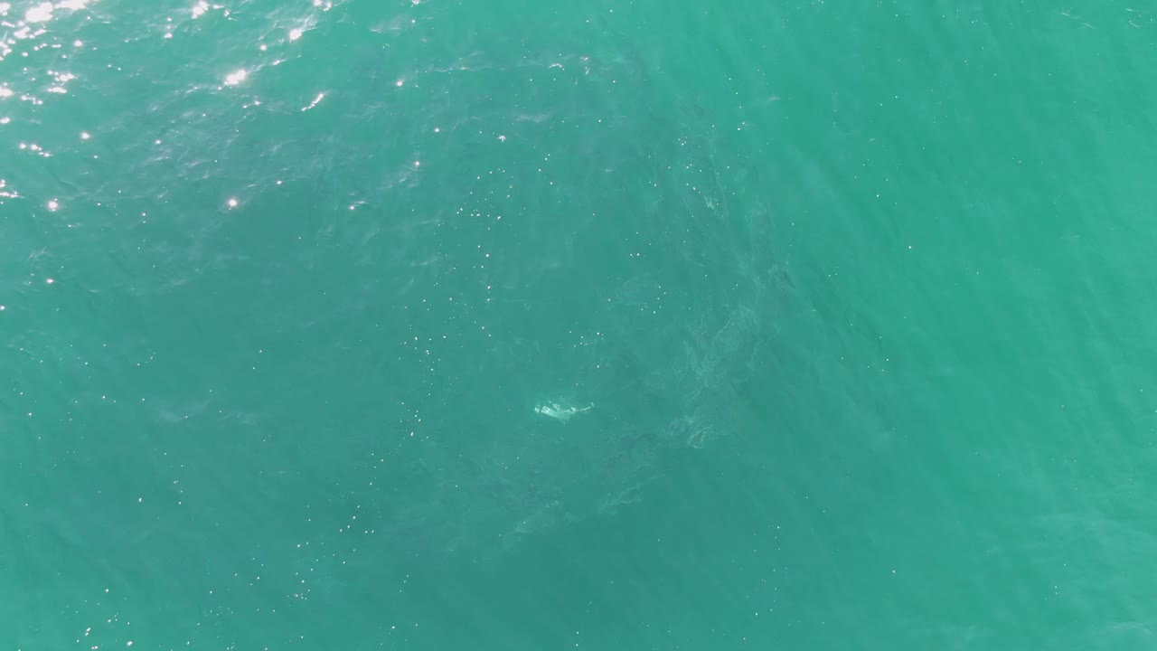 Overhead frame from Buzzards Beach, Baja California Sur, with sun glints on turquoise water and a shadowy marine animal form below the surface, no visible people.