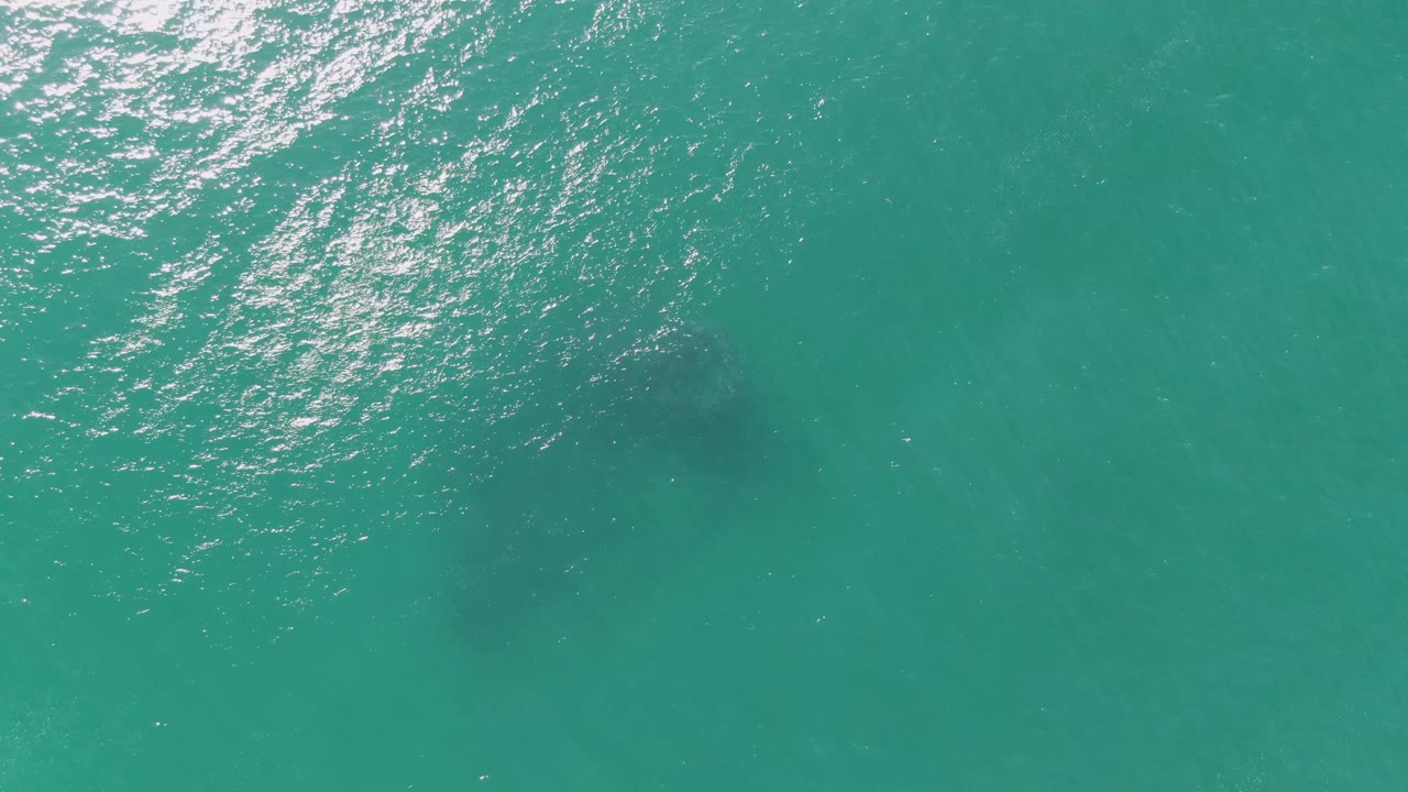 Overhead view at Buzzards Beach, Baja California Sur, showing a dark whale-like shape under turquoise water with bright surface reflections and no visible people.