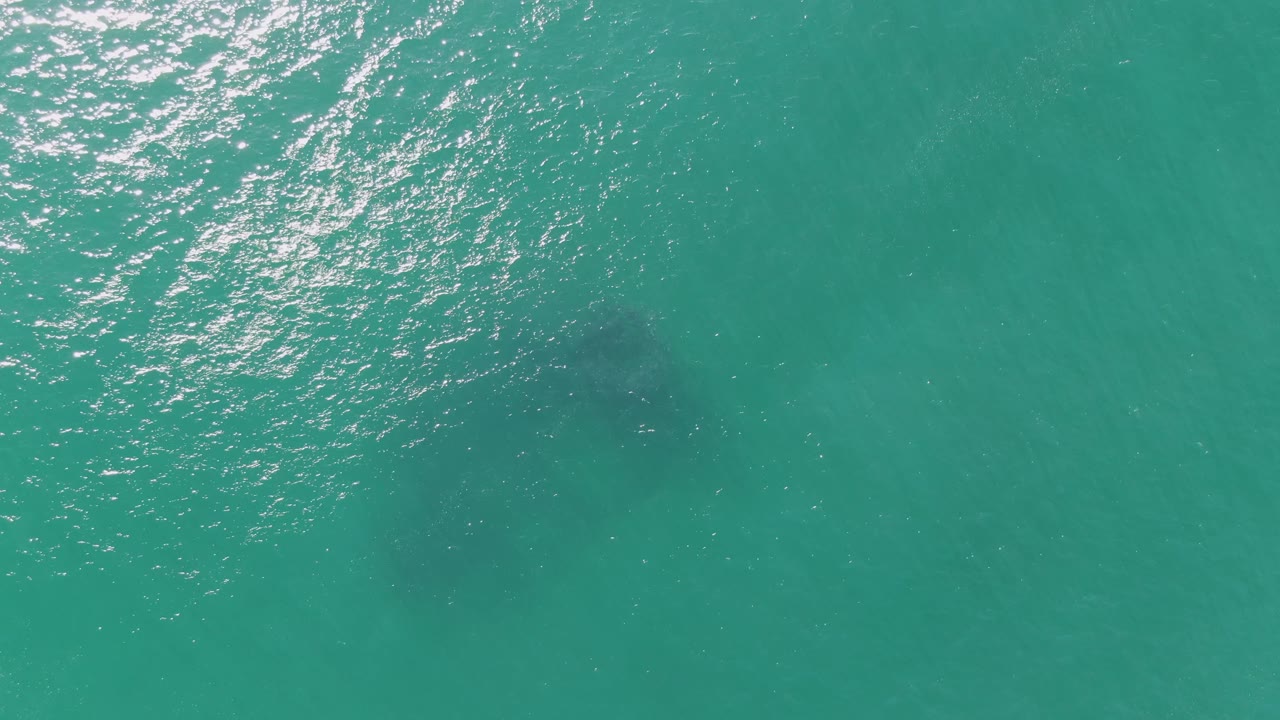 A dark marine animal form sits below the clear turquoise surface at Buzzards Beach, with scattered sun glitter across the upper water and no visible people.