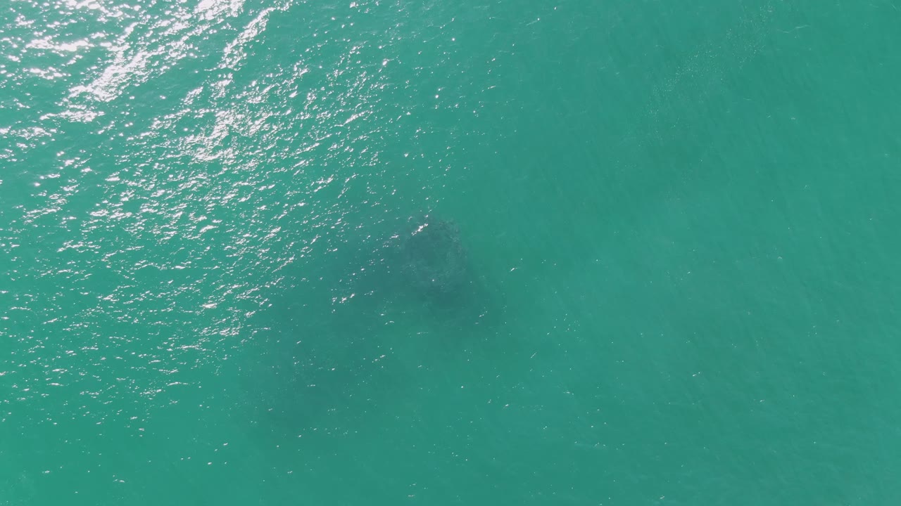 The whale-like underwater shape appears slightly right of center in turquoise Buzzards Beach water, with brighter ripples above it and no visible people.
