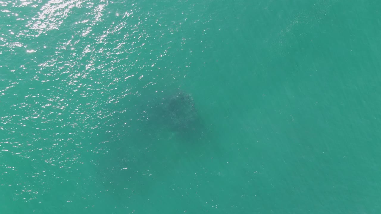 Dark underwater animal shape near lower left in turquoise water