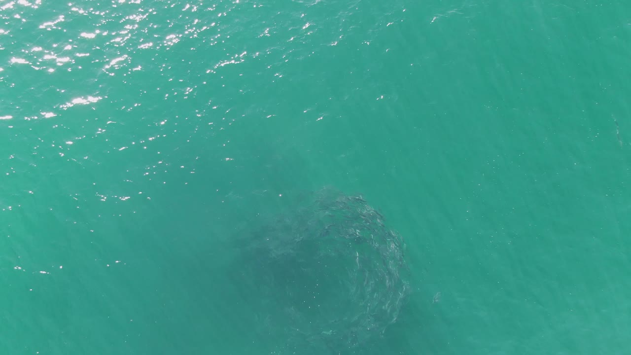 Turquoise ocean water with a dark fish school below the surface