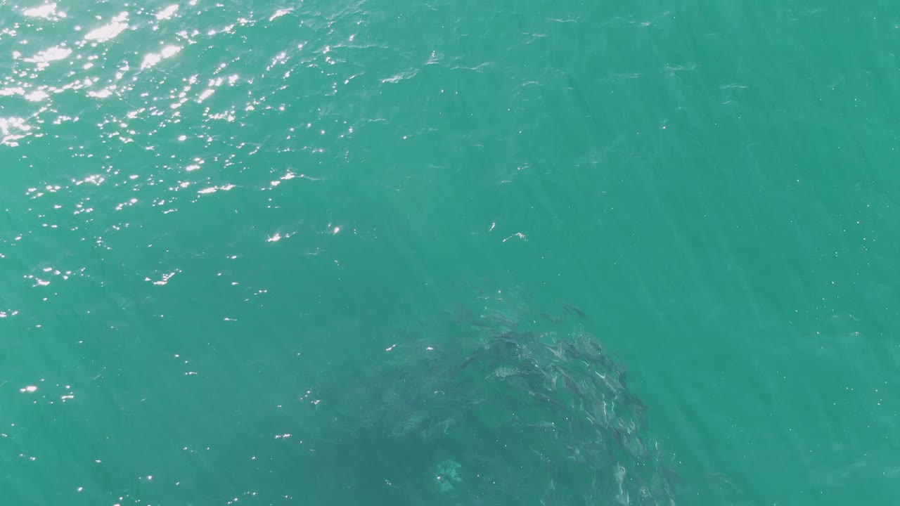 At Buzzards Beach in Baja California Sur, the fish mass sits near the lower left edge under rippled turquoise water with bright white reflection streaks above it, with no visible people.