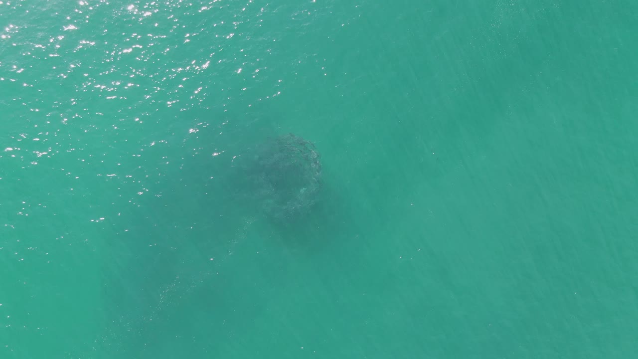At Buzzards Beach in Baja California Sur, a dark marine animal shape sits below the turquoise ocean surface with bright sun flecks near the upper left and no visible people.