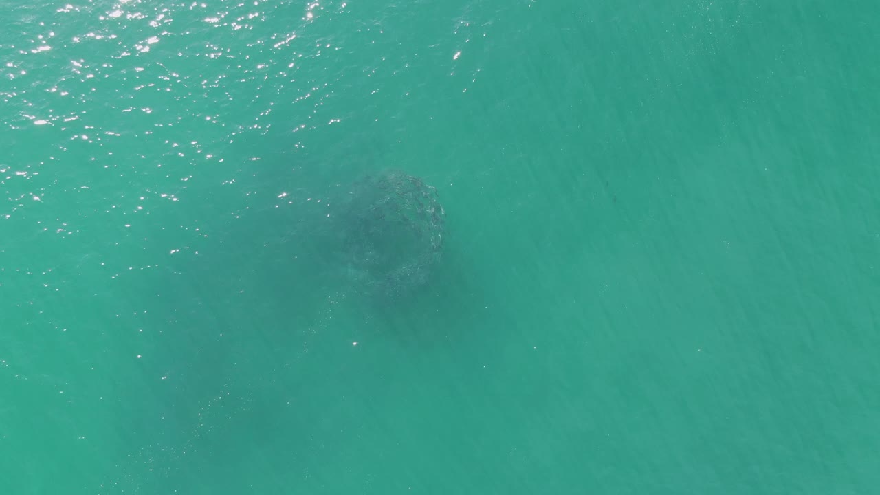 At Buzzards Beach in Baja California Sur, the submerged dark animal appears near the middle of the turquoise frame with surface sparkle above it and no visible people.
