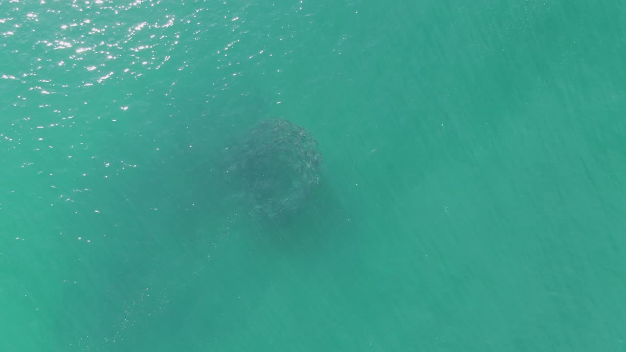 At Buzzards Beach in Baja California Sur, the animal's dark form is visible through green-blue water, offset from a band of small surface highlights, with no visible people.
