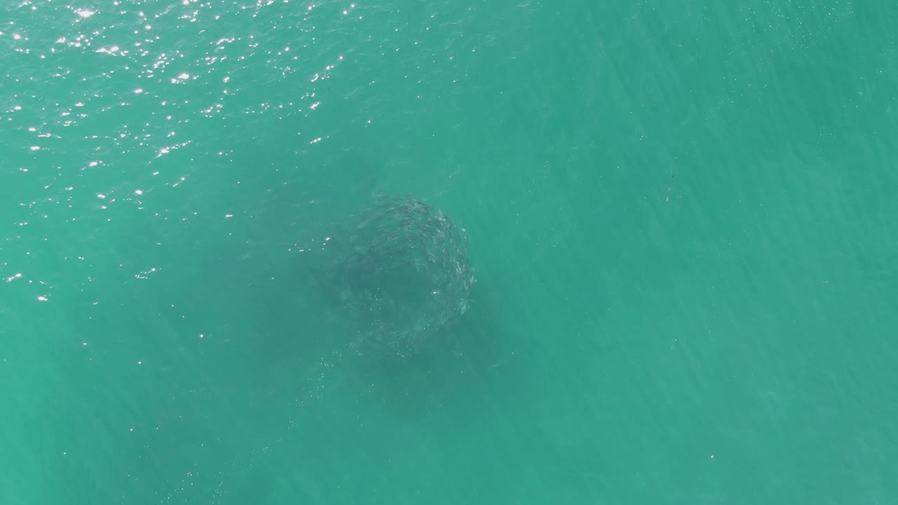 Dark rounded animal form under calm turquoise water