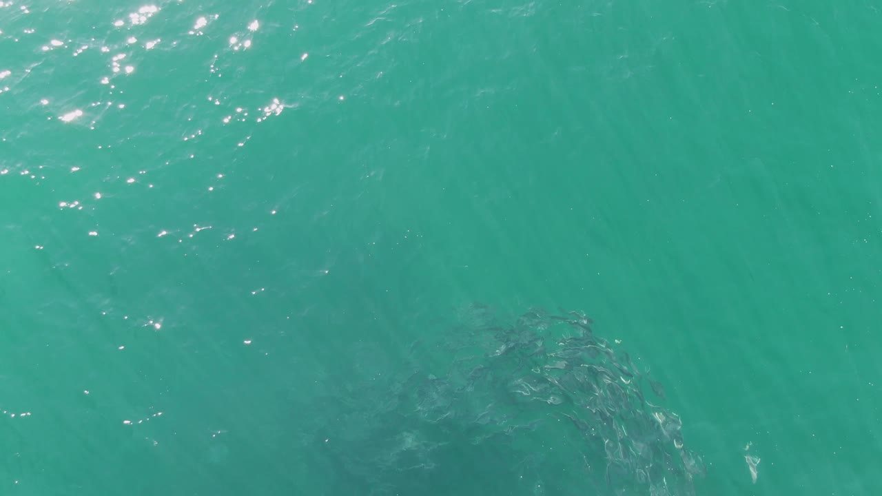School of fish circling beneath turquoise ocean water