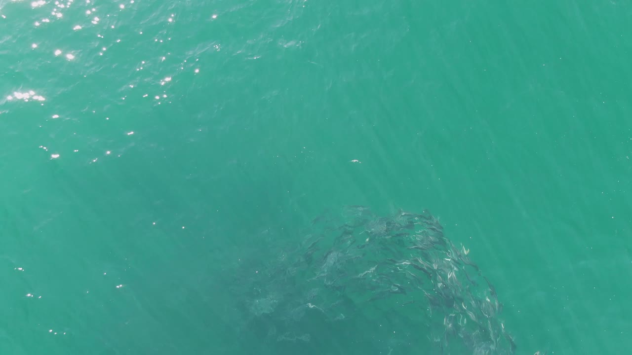 At Buzzards Beach in Baja California Sur, the fish school appears lower in the frame under clear turquoise water while small sun flecks brighten the surface, with no visible people.